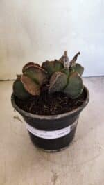 MATRIZ ASTROPHYTUM cv KIKKO "BICÉFALO" Nº 1103 – vaso 15 - Imagem 3