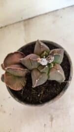 MATRIZ ASTROPHYTUM cv KIKKO "BICÉFALO" Nº 1103 – vaso 15 - Imagem 2