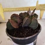 MATRIZ ASTROPHYTUM cv KIKKO "BICÉFALO" Nº 1103 – vaso 15