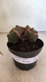 MATRIZ ASTROPHYTUM cv KIKKO "Bicefalo"  Nº 1109 – vaso 15 - Imagem 2