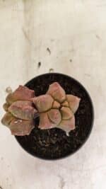 MATRIZ ASTROPHYTUM cv KIKKO "Bicefalo"  Nº 1109 – vaso 15 - Imagem 3