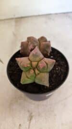 MATRIZ ASTROPHYTUM cv KIKKO "Bicefalo"  Nº 1109 – vaso 15 - Imagem 8