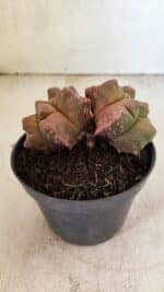 MATRIZ ASTROPHYTUM cv KIKKO "Bicefalo"  Nº 1109 – vaso 15 - Imagem 7