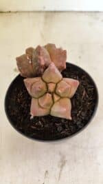 MATRIZ ASTROPHYTUM cv KIKKO "Bicefalo"  Nº 1109 – vaso 15 - Imagem 6