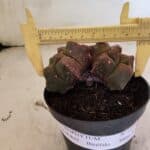 MATRIZ ASTROPHYTUM cv KIKKO "Bicefalo"  Nº 1109 – vaso 15