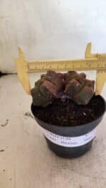 MATRIZ ASTROPHYTUM cv KIKKO "Bicefalo"  Nº 1109 – vaso 15