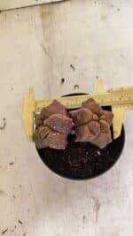 MATRIZ ASTROPHYTUM cv KIKKO "Bicefalo"  Nº 1109 – vaso 15 - Imagem 5