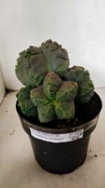 MATRIZ ASTROPHYTUM cv KIKKO "COLÔNIA" Nº 1038 – vaso 17 - Imagem 2