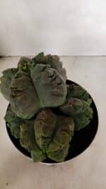 MATRIZ ASTROPHYTUM cv KIKKO "COLÔNIA" Nº 1038 – vaso 17 - Imagem 5