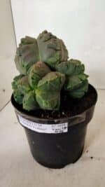 MATRIZ ASTROPHYTUM cv KIKKO "COLÔNIA" Nº 1038 – vaso 17 - Imagem 6