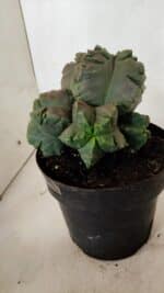 MATRIZ ASTROPHYTUM cv KIKKO "COLÔNIA" Nº 1038 – vaso 17 - Imagem 7