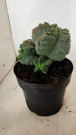 MATRIZ ASTROPHYTUM cv KIKKO "COLÔNIA" Nº 1038 – vaso 17 - Imagem 8