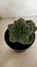 MATRIZ ASTROPHYTUM cv KIKKO "COLÔNIA" Nº 1038 – vaso 17 - Imagem 9