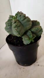 MATRIZ ASTROPHYTUM cv KIKKO "COLÔNIA" Nº 1038 – vaso 17 - Imagem 10