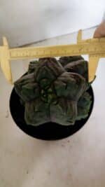 MATRIZ ASTROPHYTUM cv KIKKO "COLÔNIA" Nº 1038 – vaso 17 - Imagem 4