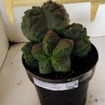 MATRIZ ASTROPHYTUM cv KIKKO "COLÔNIA"  Nº 1038 – vaso 17