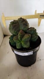 MATRIZ ASTROPHYTUM cv KIKKO "COLÔNIA" Nº 1038 – vaso 17