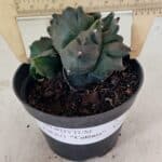 ASTROPHYTUM cv KIKKO "COLÔNIA"  Nº 1069 – vaso 11