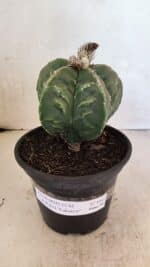 ASTROPHYTUM cv KIKKO FUKURYU Nº 1065 – vaso 15 - Imagem 2