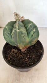 ASTROPHYTUM cv KIKKO FUKURYU Nº 1065 – vaso 15 - Imagem 6