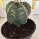 ASTROPHYTUM cv KIKKO FUKURYU Nº 1065 – vaso 15