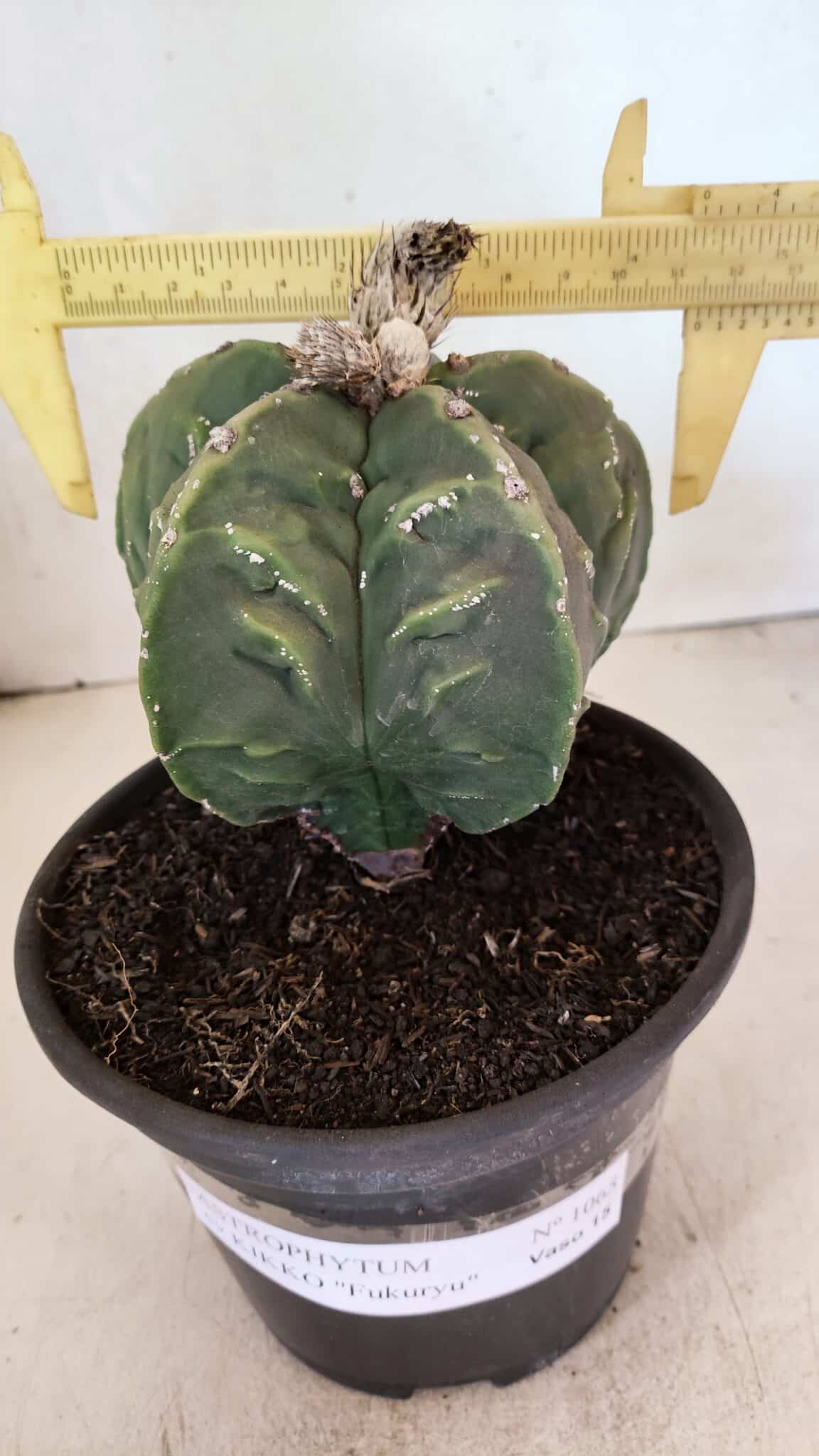 KIKKO FUKURYU 1065 (6) ASTROPHYTUM cv KIKKO FUKURYU Nº 1065 – vaso 15 - Imagem 1
