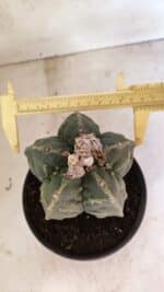 ASTROPHYTUM cv KIKKO FUKURYU Nº 1065 – vaso 15 - Imagem 5