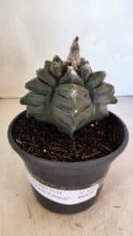 ASTROPHYTUM cv KIKKO FUKURYU Nº 1070 – vaso 15 - Imagem 2