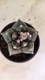 ASTROPHYTUM cv KIKKO FUKURYU Nº 1070 – vaso 15 - Imagem 3