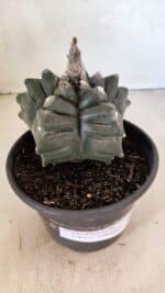 ASTROPHYTUM cv KIKKO FUKURYU Nº 1070 – vaso 15 - Imagem 6