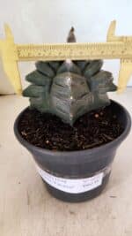 ASTROPHYTUM cv KIKKO FUKURYU Nº 1070 – vaso 15 - Imagem 4