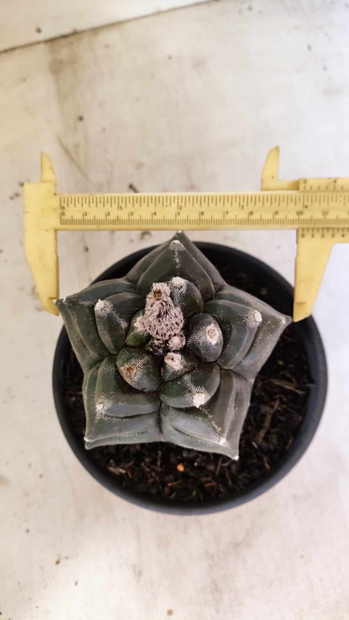 KIKKO FUKURYU 1070 (8) ASTROPHYTUM cv KIKKO FUKURYU Nº 1070 – vaso 15 - Imagem 1