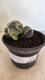 ASTROPHYTUM cv KIKKO FUKURYU "FUKURYU - Bicéfalo" Nº 1067 – vaso 15