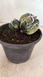 ASTROPHYTUM cv KIKKO FUKURYU "FUKURYU - Bicéfalo" Nº 1067 – vaso 15 - Imagem 7