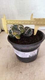 ASTROPHYTUM cv KIKKO FUKURYU "FUKURYU - Bicéfalo" Nº 1067 – vaso 15 - Imagem 4