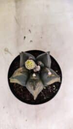 ASTROPHYTUM cv KIKKO Nº 1081 "Variegata" - vaso 15 - Imagem 3