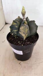 ASTROPHYTUM cv KIKKO Nº 1081 "Variegata" - vaso 15 - Imagem 9