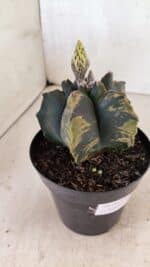 ASTROPHYTUM cv KIKKO Nº 1081 "Variegata" - vaso 15 - Imagem 7