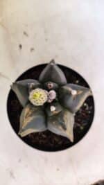 ASTROPHYTUM cv KIKKO Nº 1081 "Variegata" - vaso 15 - Imagem 10