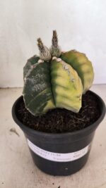 MATRIZ ASTROPHYTUM cv KIKKO "Variegata" Nº 1110 – vaso 15 - Imagem 2