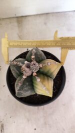 MATRIZ ASTROPHYTUM cv KIKKO "Variegata" Nº 1110 – vaso 15 - Imagem 5