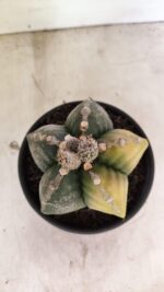 MATRIZ ASTROPHYTUM cv KIKKO "Variegata" Nº 1110 – vaso 15 - Imagem 10