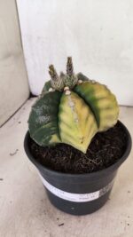 MATRIZ ASTROPHYTUM cv KIKKO "Variegata" Nº 1110 – vaso 15 - Imagem 7