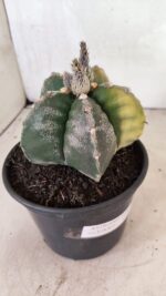 MATRIZ ASTROPHYTUM cv KIKKO "Variegata" Nº 1110 – vaso 15 - Imagem 9