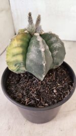 MATRIZ ASTROPHYTUM cv KIKKO "Variegata" Nº 1110 – vaso 15 - Imagem 6