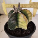 MATRIZ ASTROPHYTUM cv KIKKO "Variegata"  Nº 1110 – vaso 15