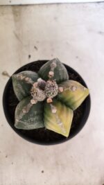 MATRIZ ASTROPHYTUM cv KIKKO "Variegata" Nº 1110 – vaso 15 - Imagem 3