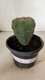 MATRIZ MATUCANA MADISONIORUM Nº 295 – vaso 15 - Imagem 2