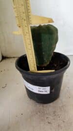 MATRIZ MATUCANA MADISONIORUM Nº 295 – vaso 15 - Imagem 6