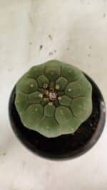 MATRIZ MATUCANA MADISONIORUM Nº 295 – vaso 15 - Imagem 11